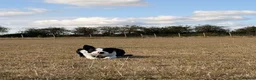 Smooth Collie dogs for sale: 11 month old border collie - Jax  - Advert 1