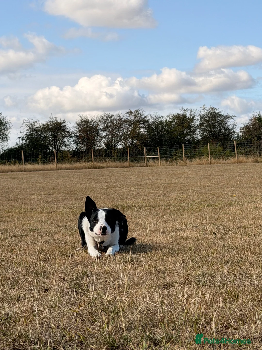 Smooth Collie dogs for sale: 11 month old border collie - Jax  - Advert 1