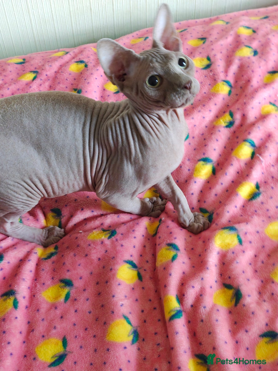 Sphynx cats for sale: 4 sphynx kittens 5months old - Image 9