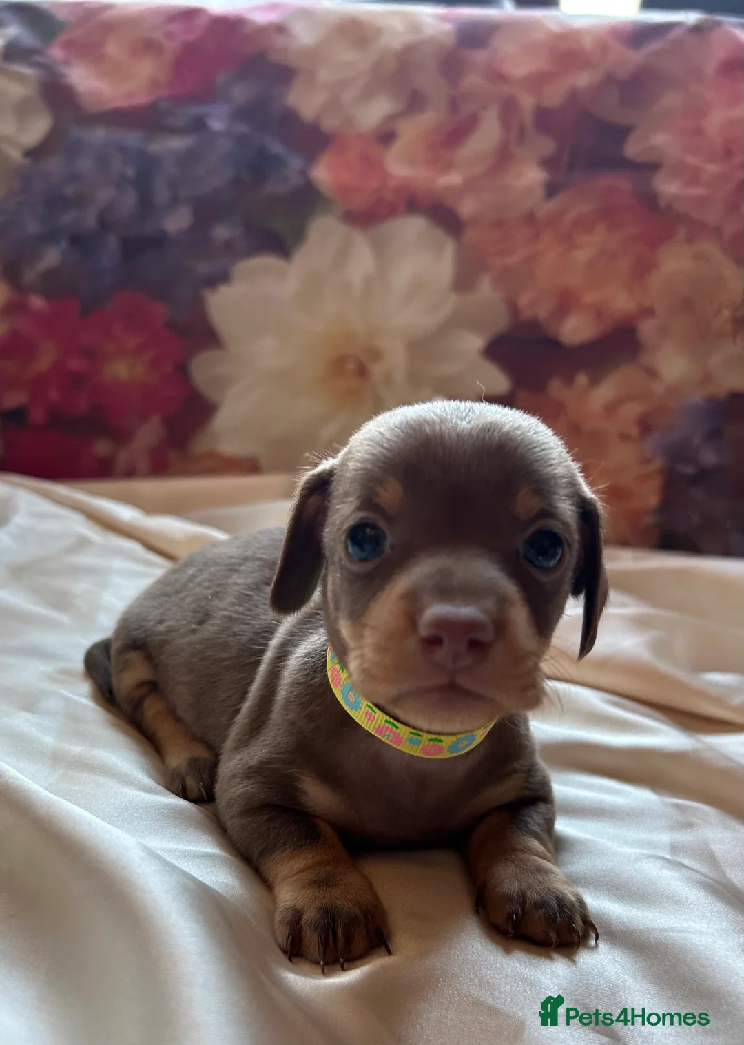 Miniature Dachshund dogs for sale: Miniature dachshund puppies 🐶  - Advert 23