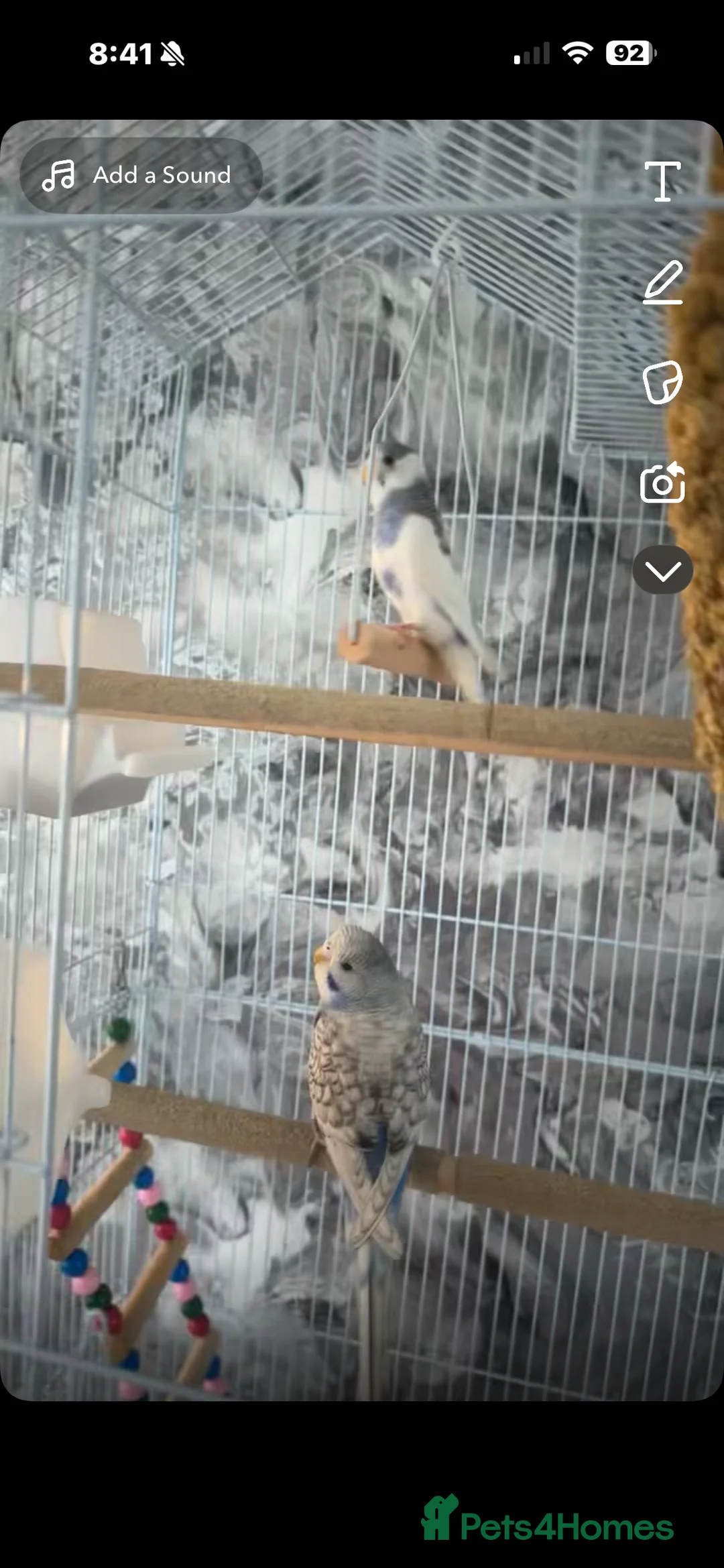 Budgerigars birds for sale: Budgies for sale - Advert 3