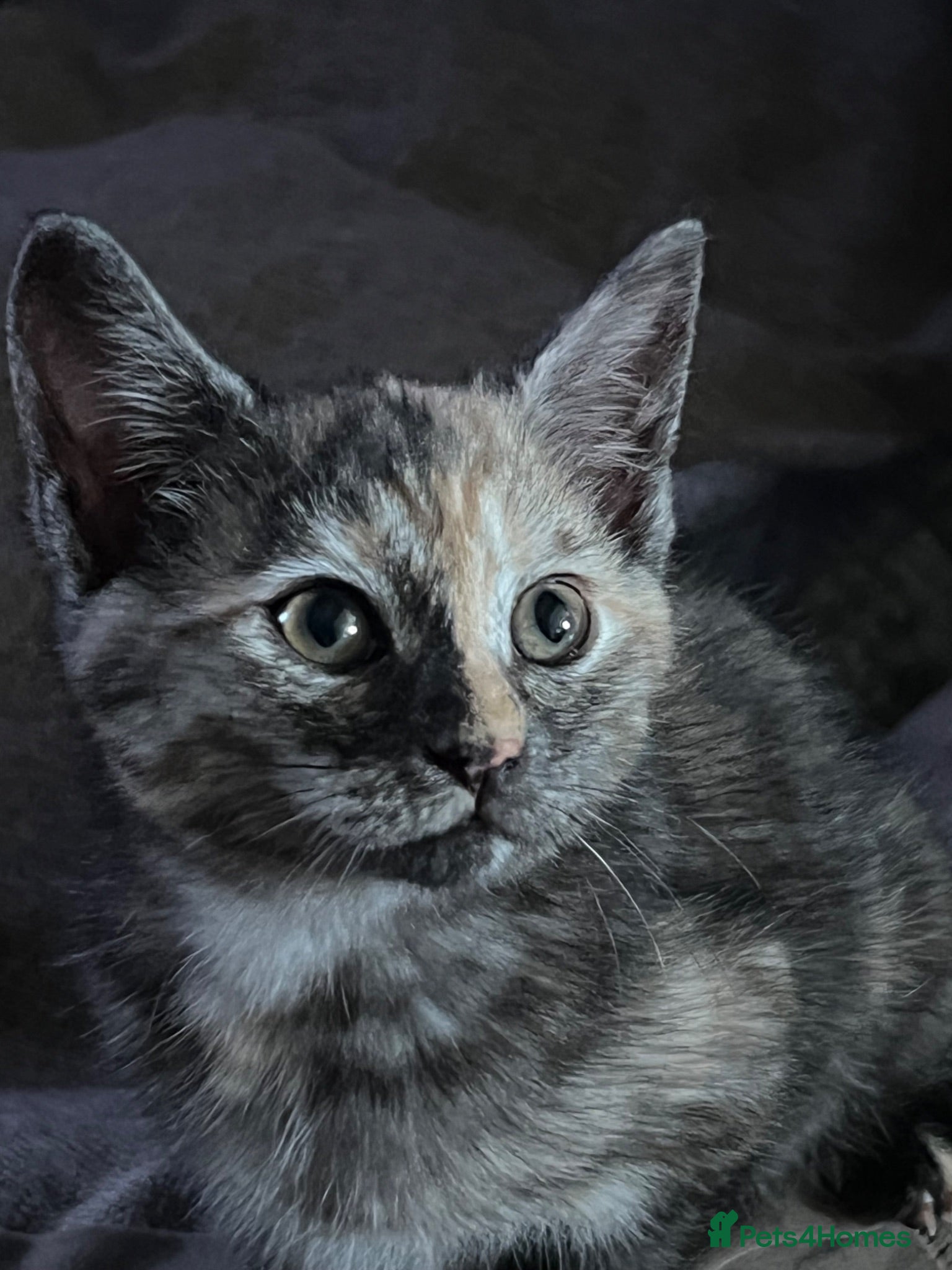 Mixed Breed cats Reduced Beautiful Kittens for sale - Advert 20