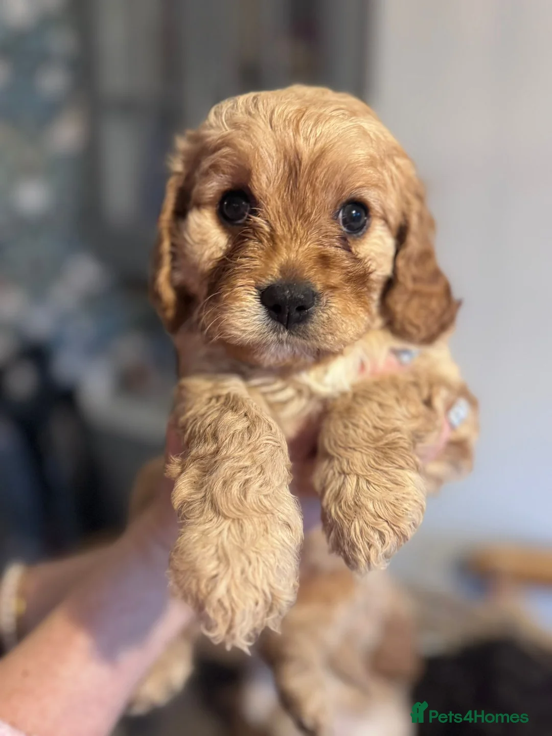 Cavapoo dogs for sale: 🐶 One Beautiful Cavapoo Girl - Available 11 Feb - Advert 3