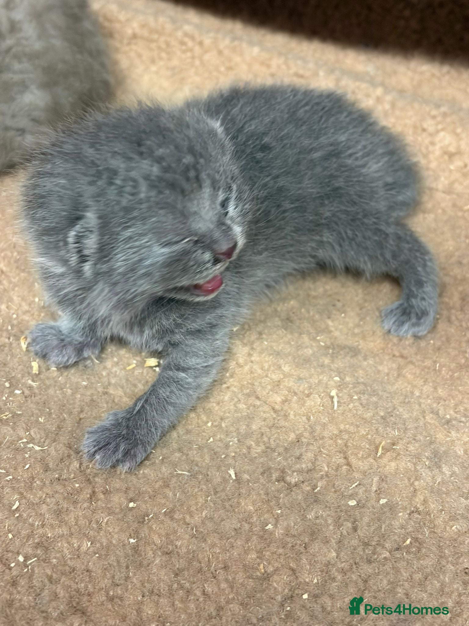 British Shorthair cats STUNNING PUREBRED CHUNKY BSH KITTENS 🩷🩷🩷💙💙  - Advert 1