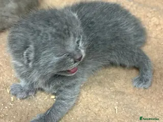 British Shorthair cats STUNNING PUREBRED CHUNKY BSH KITTENS ๐ฉท๐ฉท๐ฉท๐๐ - Advert 1