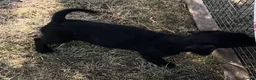 Jackapoo dogs for sale: re advertised girl pup - Advert 2
