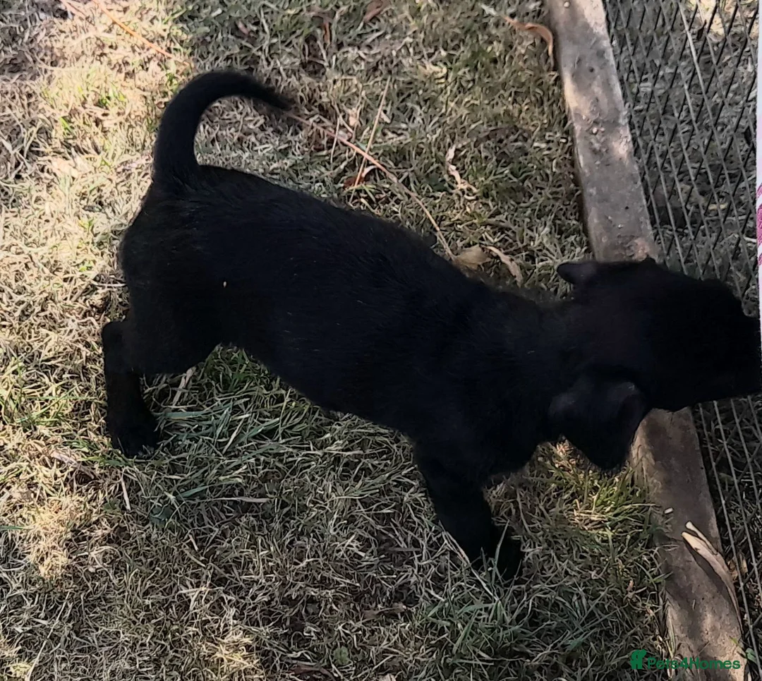 Jackapoo dogs for sale: re advertised girl pup - Advert 2