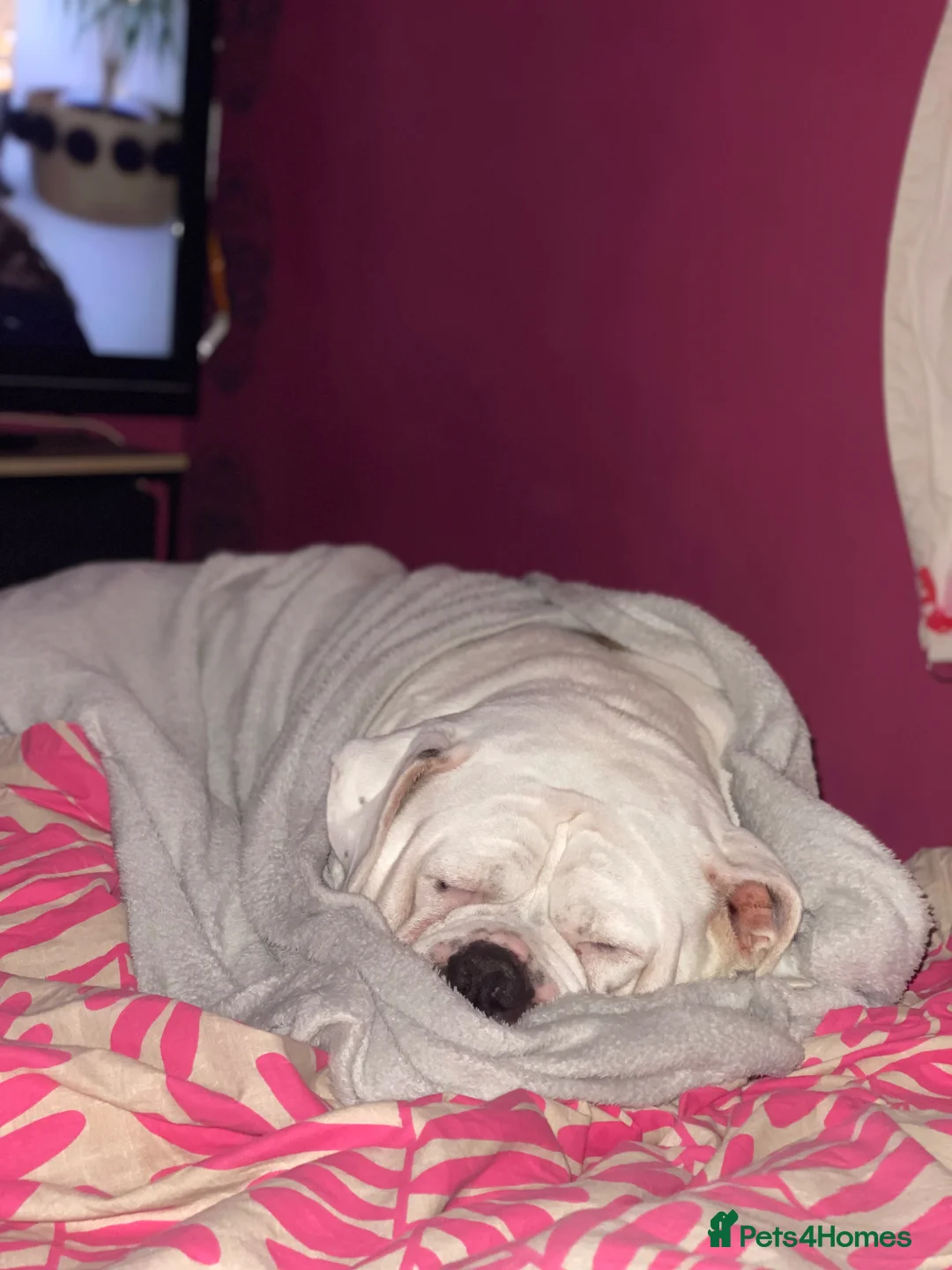American Bulldog dogs for sale: 5 year old male American bulldog  in Wolverhampton - Advert 2