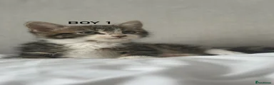 Mixed Breed 1