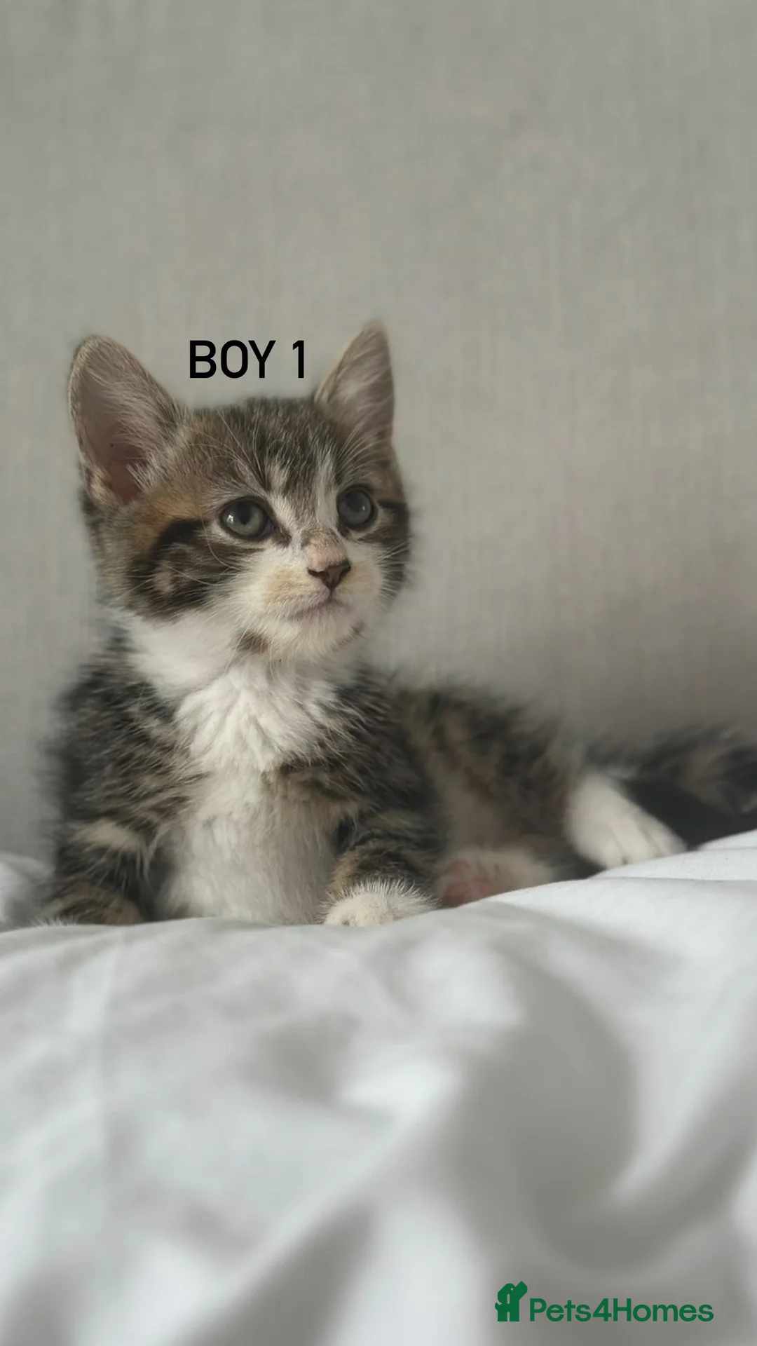 Mixed Breed cats for sale: ADORABLE KITTENS FOR SALE! Tabby/Tuxedo/Black in Sheffield - Advert 6