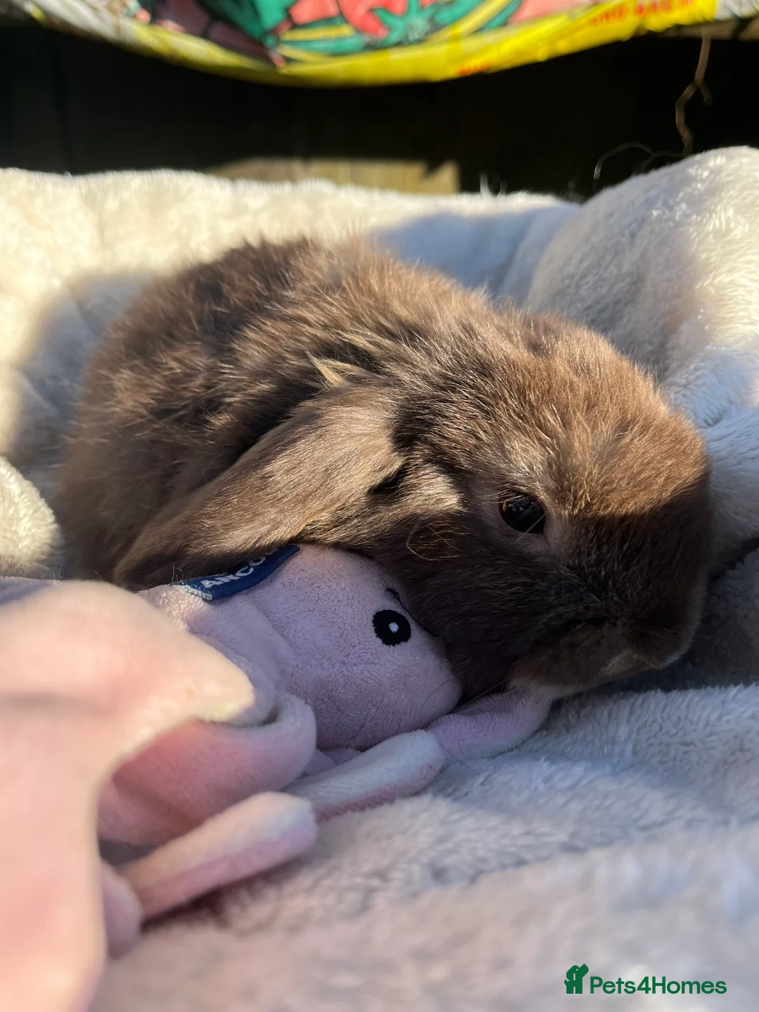 Mini Lop rabbits for sale: Gorgeous mini lops  - Advert 5
