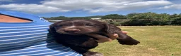 Sprocker dogs for sale: Sprocker/sprockador in Barnstaple - Advert 9