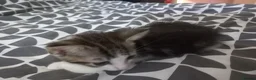 Mixed Breed cats for sale: Kitten for sale  - Advert 35