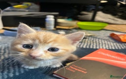 Mixed Breed cats for sale: Adorable kittens  - Image 4