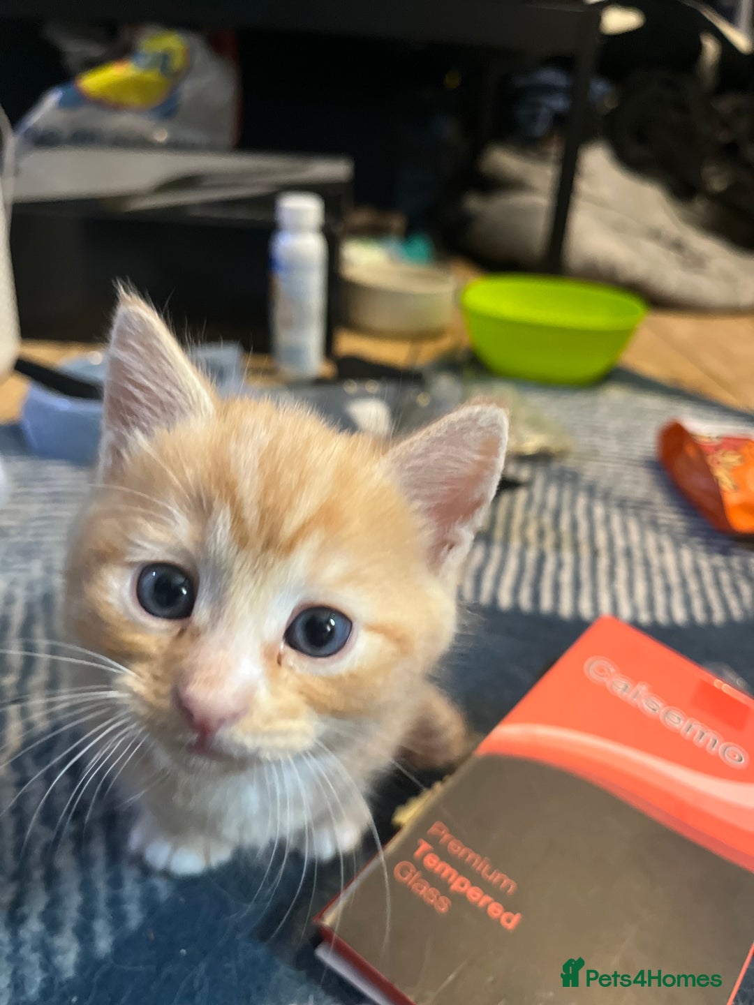 Mixed Breed cats for sale: Adorable kittens  - Image 4