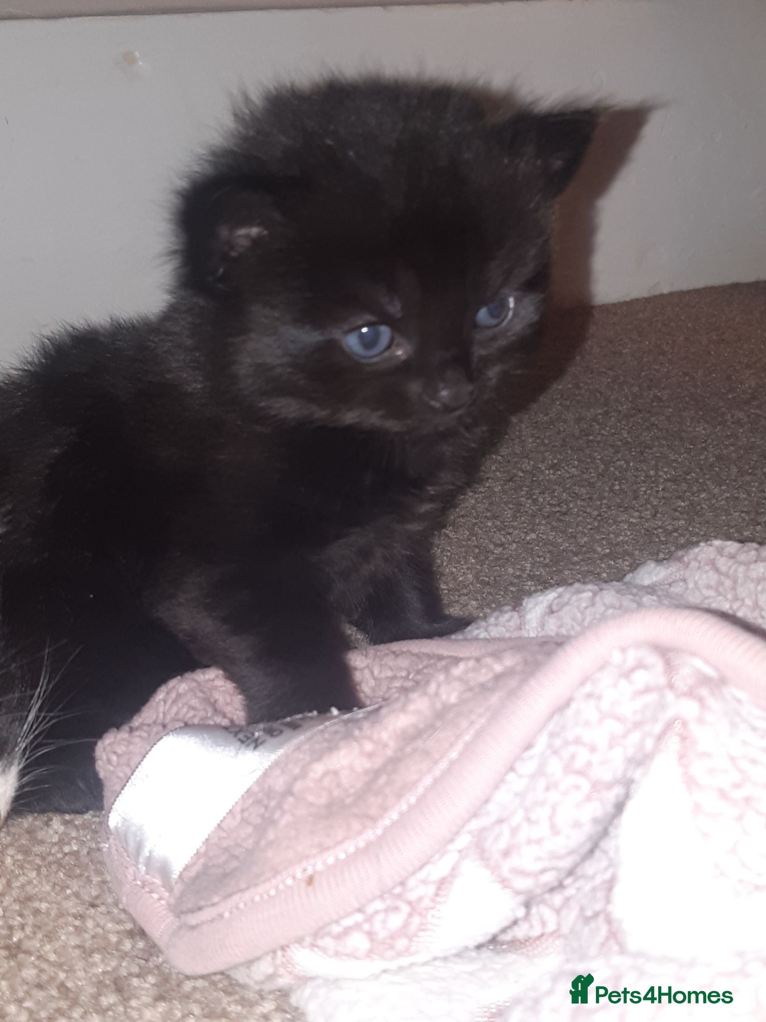 Mixed Breed cats Gorgeous Fluffy Kittens - Advert 7
