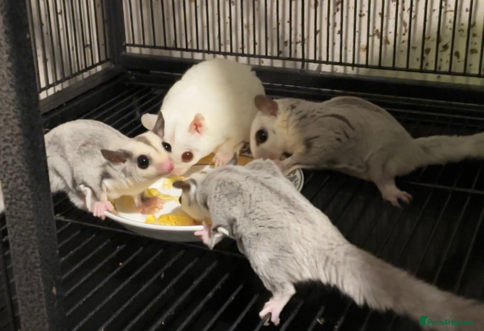 Sugar Glider rodents Baby platinum sugar gliders  - Advert 8