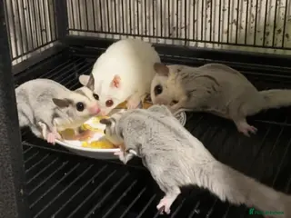Sugar Glider rodents Baby platinum sugar gliders - Advert 6