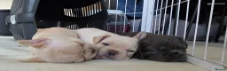 French Bulldog dogs for sale: French bulldog Puppies.  - Advert 23