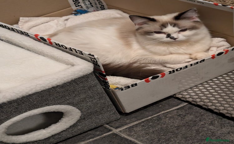 Ragdoll cats - Advert 13