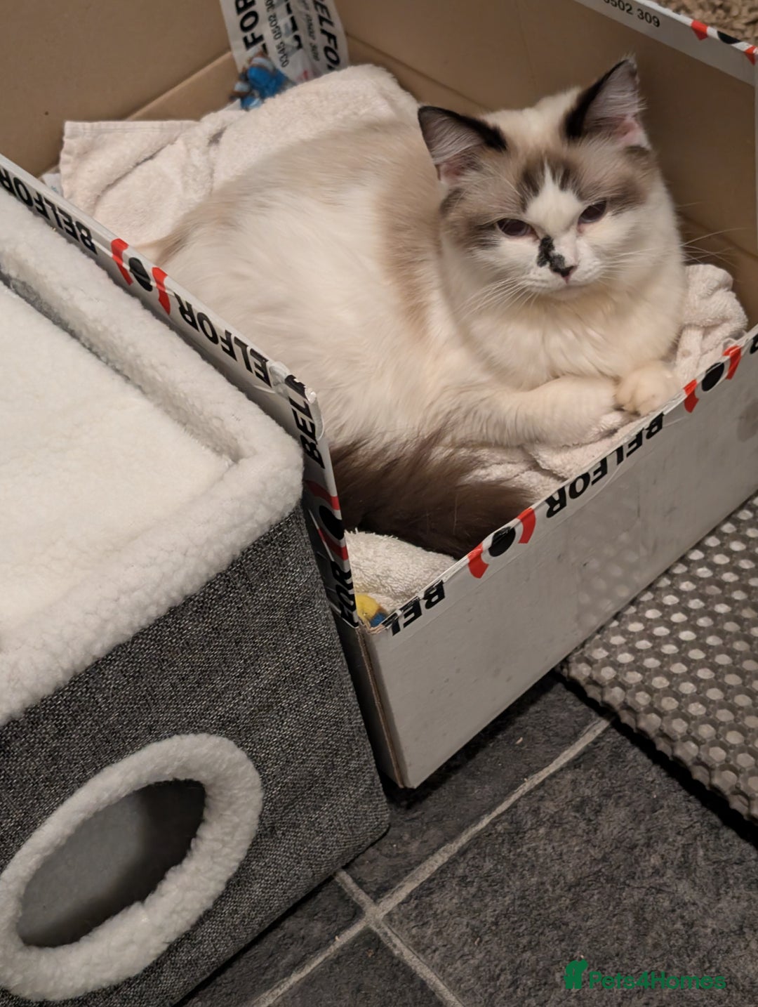Ragdoll cats for sale: Ragdoll kittens - Image 1