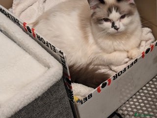 Ragdoll cats - Advert 12