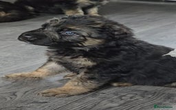 German Shepherd dogs for sale: German Shepherd Puppies Fluffy & Chunky  - Image 6