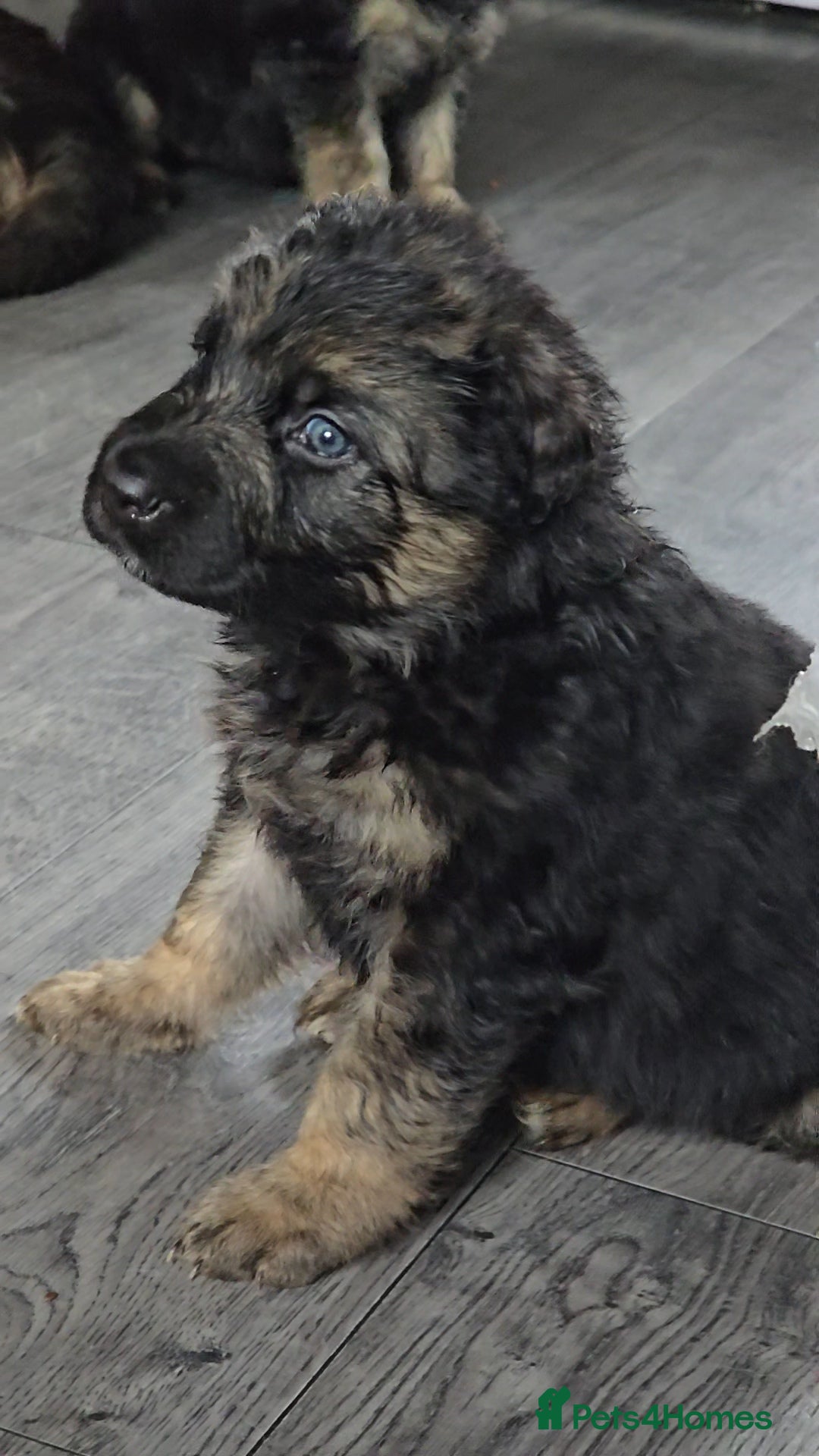 German Shepherd dogs for sale: German Shepherd Puppies Fluffy & Chunky  - Image 6