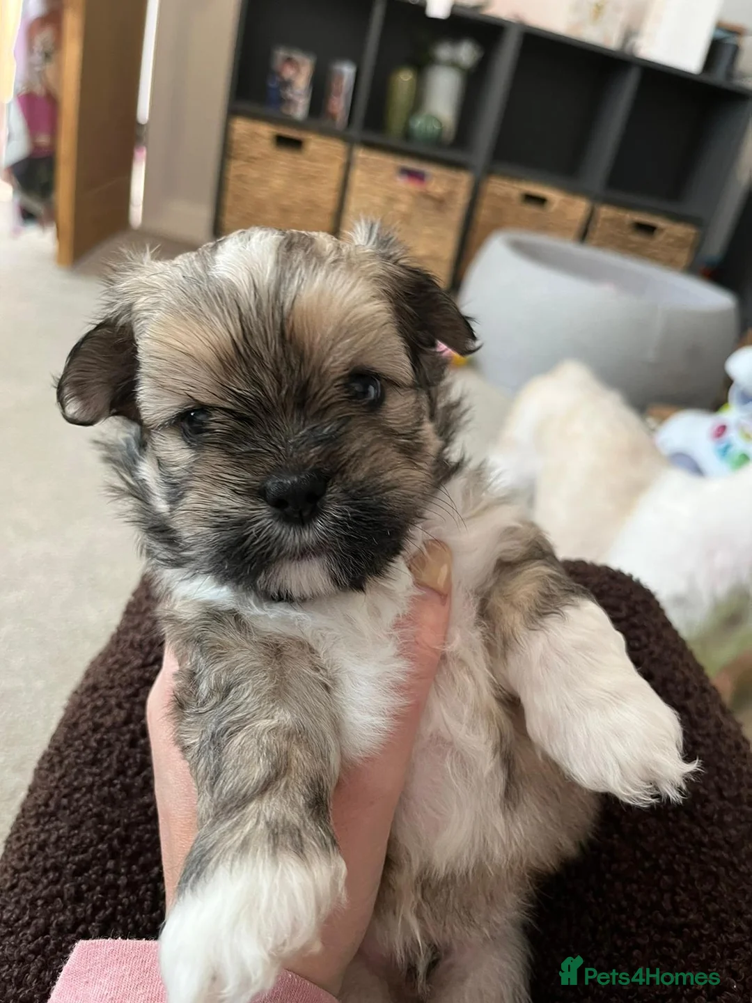 Lhasa Apso dogs for stud: Gorgeous proven pedigree Lhasa Apso for stud in Pontefract - Advert 12