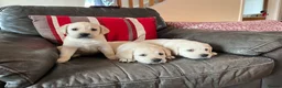 Labrador Retriever dogs for sale: KC reg health tested chunky white Labradors - Advert 13