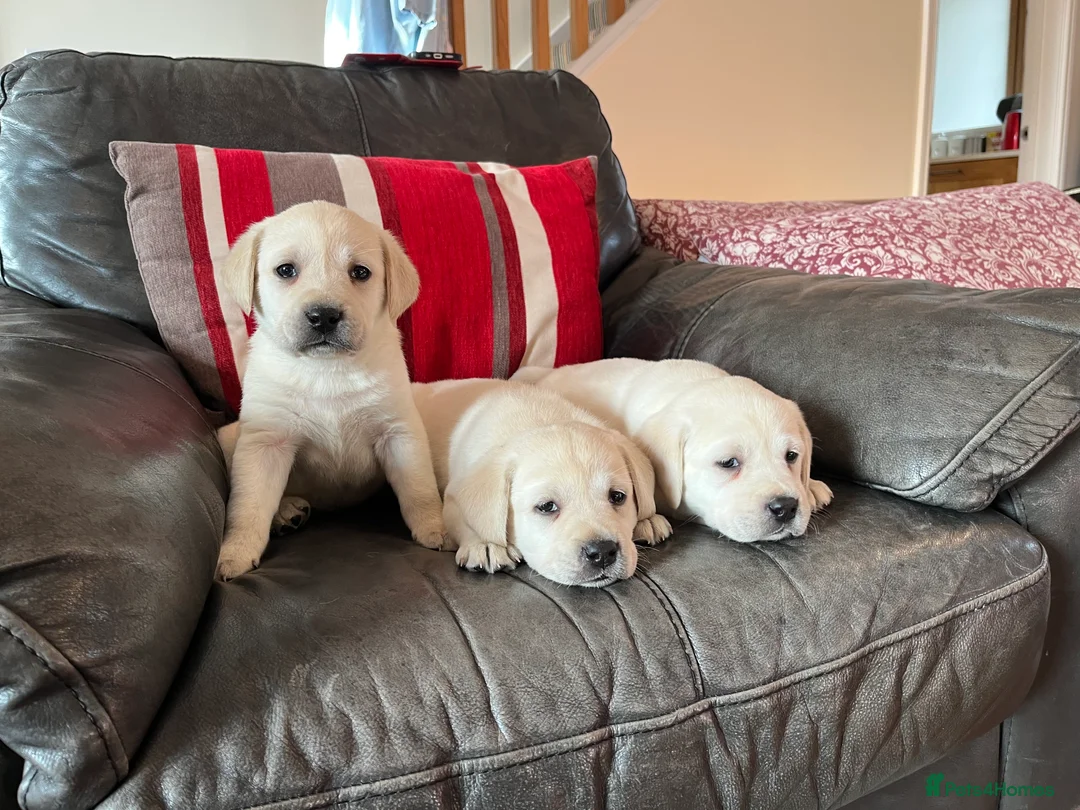 Labrador Retriever dogs for sale: KC reg health tested chunky white Labradors - Advert 13