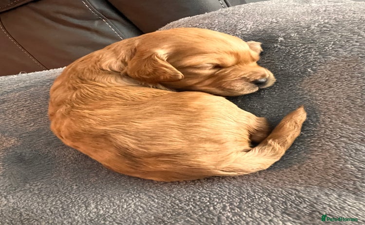 Cockapoo dogs Beautiful f1 cockapoo puppies  - Advert 8