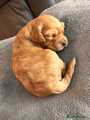 Cockapoo dogs Beautiful f1 cockapoo puppies - Advert 8