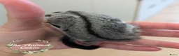 Sugar Glider rodents for sale: Baby boy sugar gliders. Very friendly and loving! - Advert 3