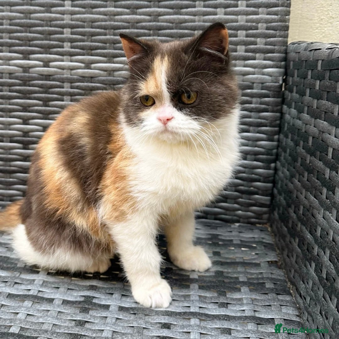 British Shorthair cats for sale: RESERVED  - Image 2