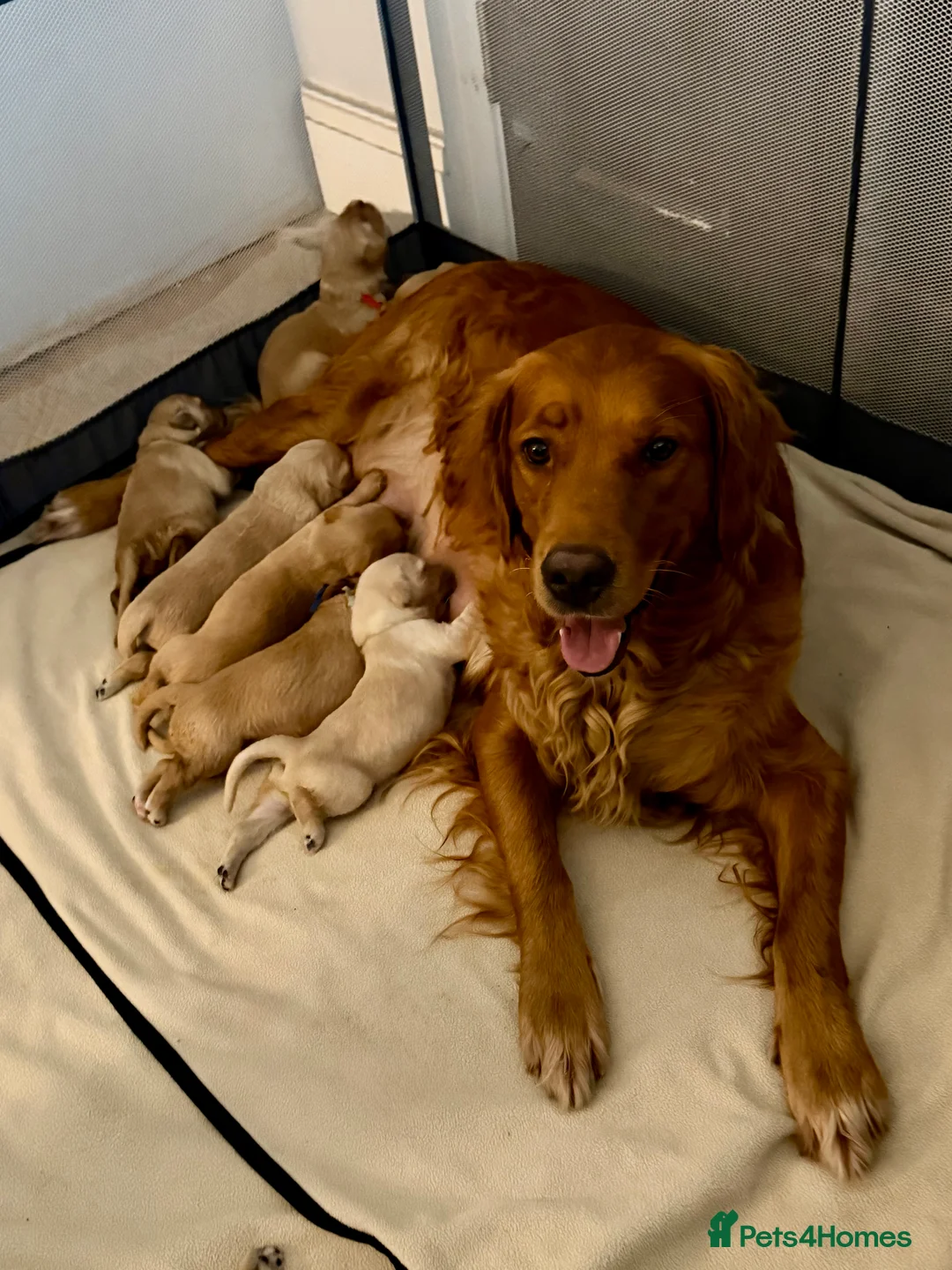 Golden Retriever dogs for sale: Beautifully Coloured Golden Retriever Puppies - Advert 3