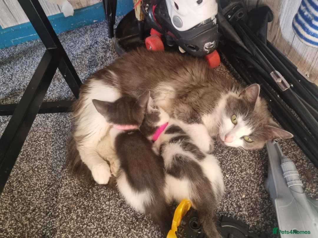 Mixed Breed cats for sale: Beautiful grey and white kittens  - Advert 1