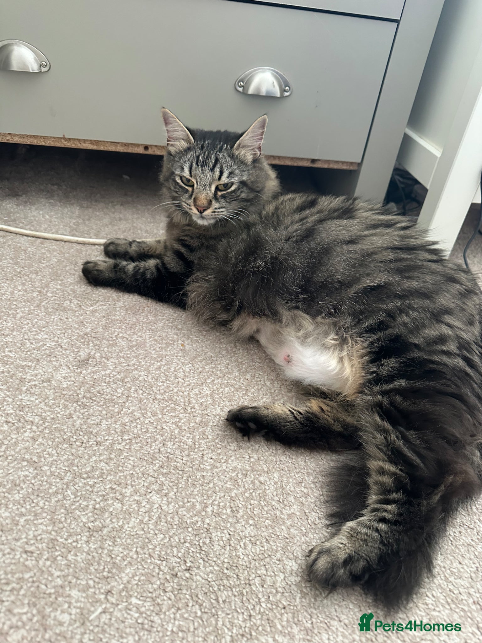 Maine Coon cats Three quarter Maine coon kittens - Advert 7