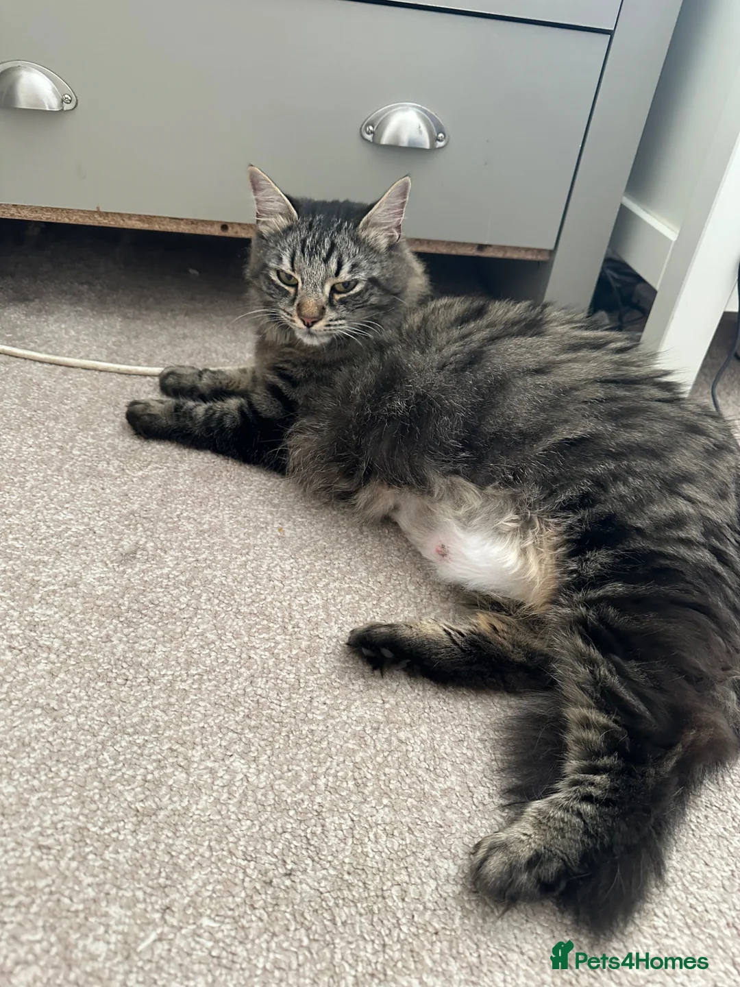 Maine Coon cats for sale: Three quarter Maine coon kittens - Advert 1