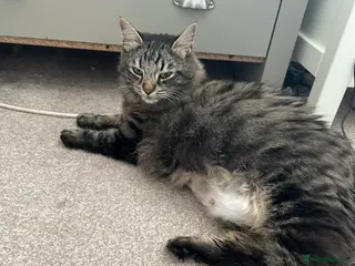 Maine Coon cats Three quarter Maine coon kittens - Advert 7