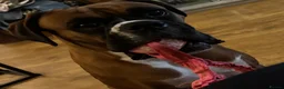 Boxer dogs for sale: Beautiful RED - with BLACK MASK-long tail  - Advert 1
