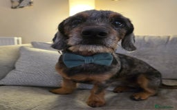 Mixed Breed dogs for sale: 20 month old Daschund cross for forever home - Image 1