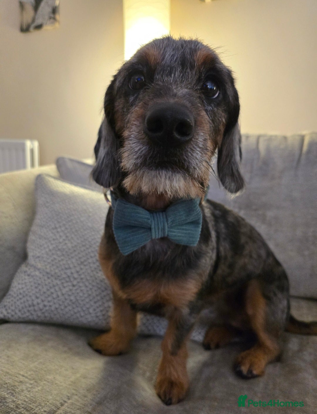 Mixed Breed dogs for sale: 20 month old Daschund cross for forever home - Image 1