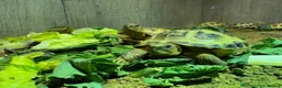 Tortoise reptiles for sale: BABY HORSFIELDS & SET UPS - Advert 13