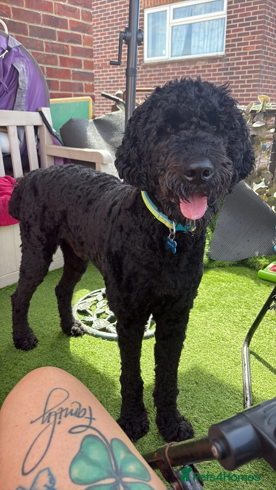 Goldendoodle dogs for sale: Winston  - Advert 1