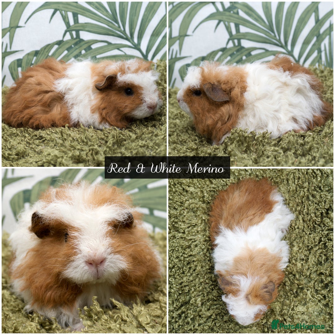 Guinea Pig rodents for sale: Baby long haired guinea pigs in Roche, Cornwall - Image 6