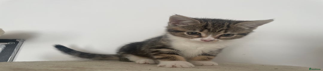 Mixed Breed Kitten 4