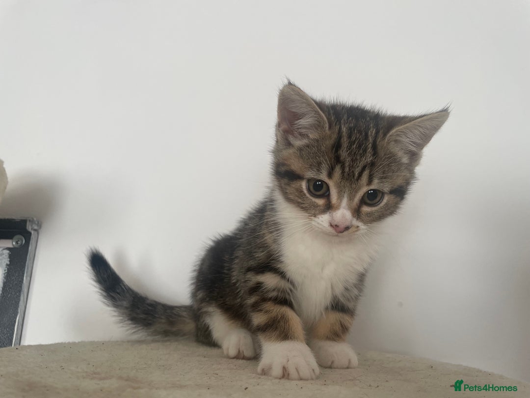 Mixed Breed cats for sale: Gorgeous tabby kittens are looking for new home  - Image 7