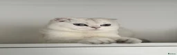 Scottish Fold cats for sale: Scottish Fold male  - Advert 2