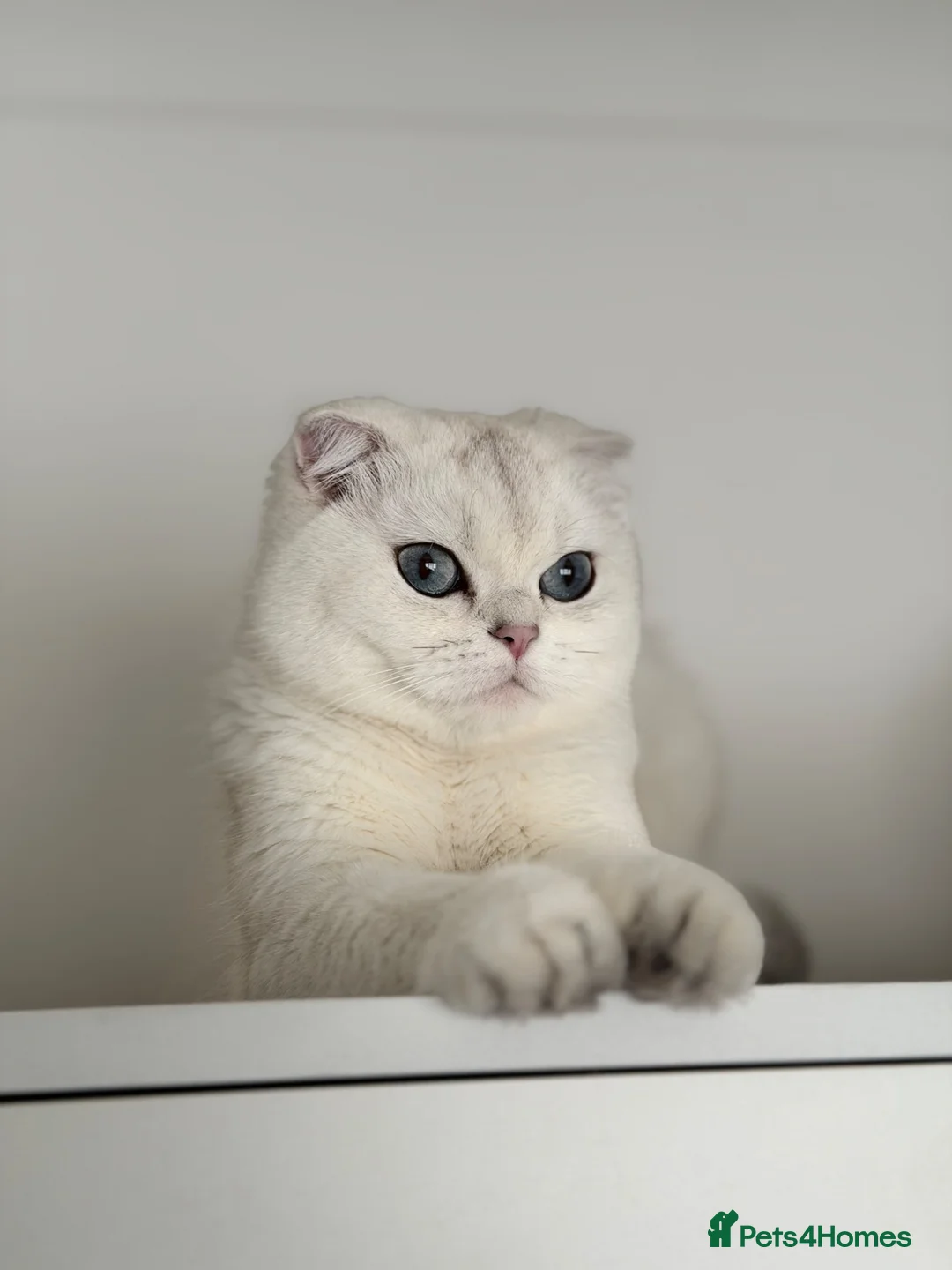 Scottish Fold cats for sale: Scottish Fold male  - Advert 2